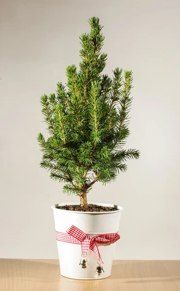 Minyatür saksı Noel ağacı tablo