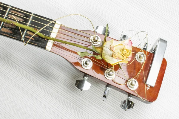 Wilted rose on acoustic guitar head — Stock Photo, Image