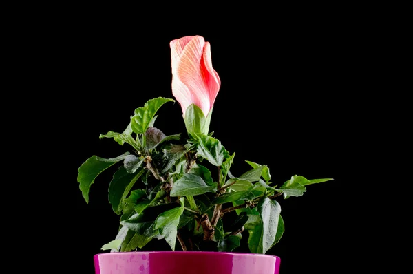 Development of hibiscus flower bud — Stock Photo, Image