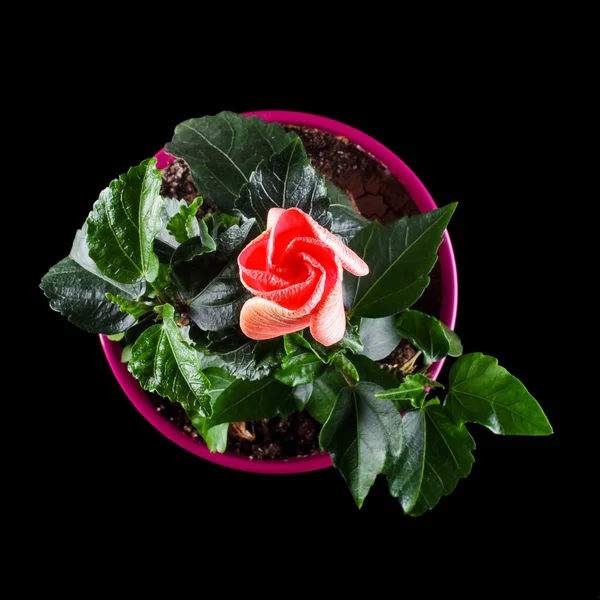 Hibiscus flower with bud in the flower pot top view — Stock Photo, Image