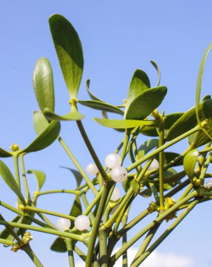 Ökse otu yakın bırakır