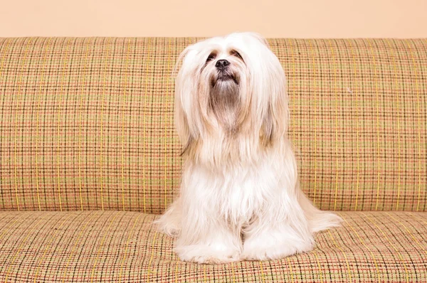 Blanco Lhasa Apso perro posando en el sofá vintage —  Fotos de Stock