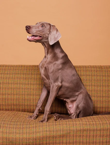 Cão posando no velho sofá vintage — Fotografia de Stock