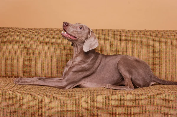 Cão castanho deitado no velho sofá vintage — Fotografia de Stock