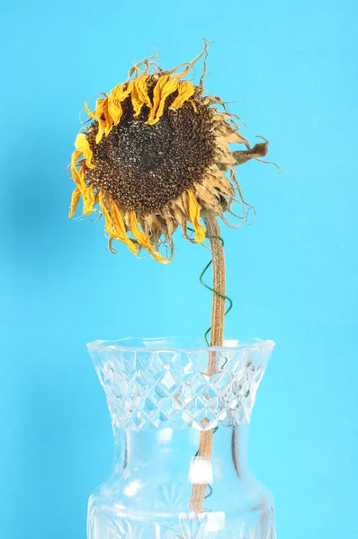 Dried faded sunflower in the glass vase — Stock Photo, Image