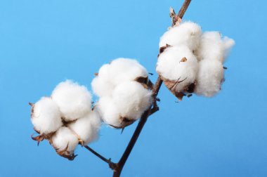 Mavi arka plan üzerinde izole pamuk fabrikası Şubesi