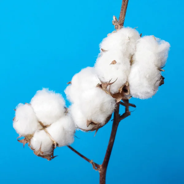 Cosiness concept cotton plant branch still life