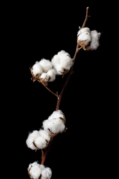 Branch of cotton plant isolated on the black background