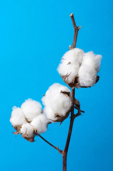 Cosiness concept cotton plant branch still life Stock Image