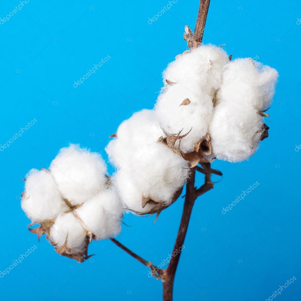 Cosiness concept cotton plant branch still life