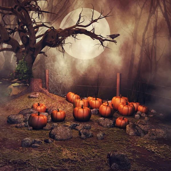 Pumpkin field at night — Stock Photo, Image