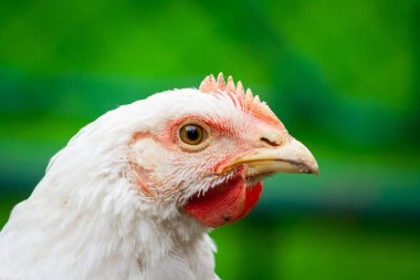 Bir horozun yakından çekimi. Bahçe bahçesinde ızgara tavuk. Yurtiçi canlı tavuk portresi.