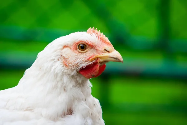 一只公鸡的近照 户外花园的烤鸡 家养活鸡肖像 — 图库照片