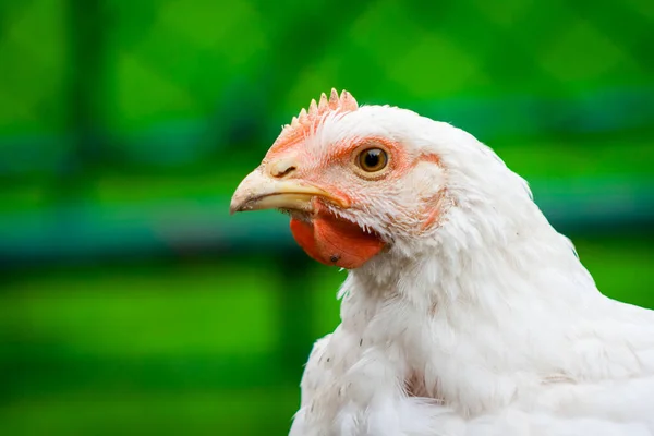 一只公鸡的近照 户外花园的烤鸡 家养活鸡肖像 — 图库照片