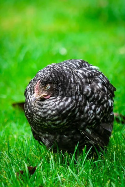 Больная Курица Стоит Траве Ферме Эпидемическое Заболевание Куриного Гриппа H5N1 — стоковое фото