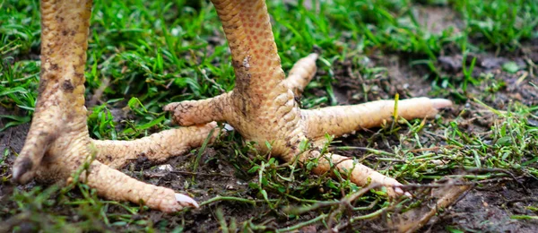 Zvířecí Nohy Detailní Fotka Drápu Kohout Nebo Kuřecí Stehno — Stock fotografie