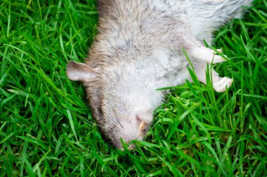 Yeşil çimlerin üzerinde yatan ölü fare. Bahçede zehirli fare var.
