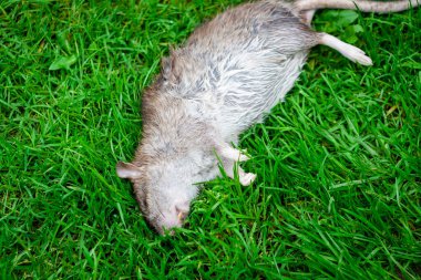 Yeşil çimlerin üzerinde yatan ölü fare. Bahçede zehirli fare var.