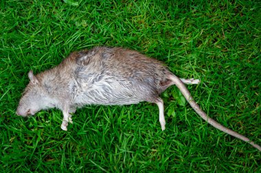 Yeşil çimlerin üzerinde yatan ölü fare. Bahçede zehirli fare var.