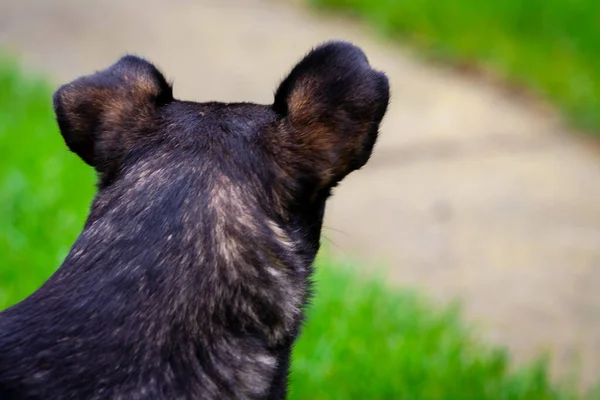 後ろから犬の頭 緑の草の背景に黒い犬 — ストック写真