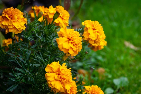 Flores Caléndula Florecen Jardín Cabeza Planta Caléndula Naranja Amarilla —  Fotos de Stock