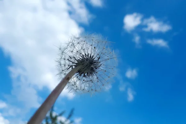 Dente Leão Contra Céu Azul Com Nuvens — Fotografia de Stock