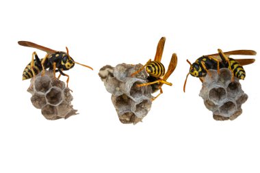 Eşek arısı kovanının tepesinde oturan bir çift eşek arısı beyaz arka planda yayılmış.