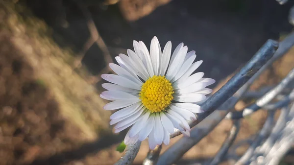 Λευκό Λουλούδι Μαργαρίτα Χαμομήλι Μακρο Φωτογραφία Του Λουλουδιού — Φωτογραφία Αρχείου