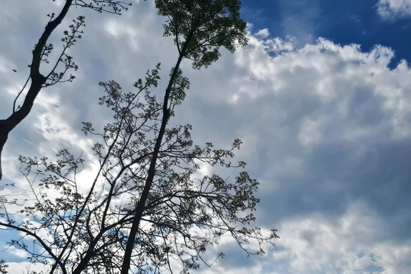 Cielo Azul Con Nubes Blancas Temporada Invierno —  Fotos de Stock