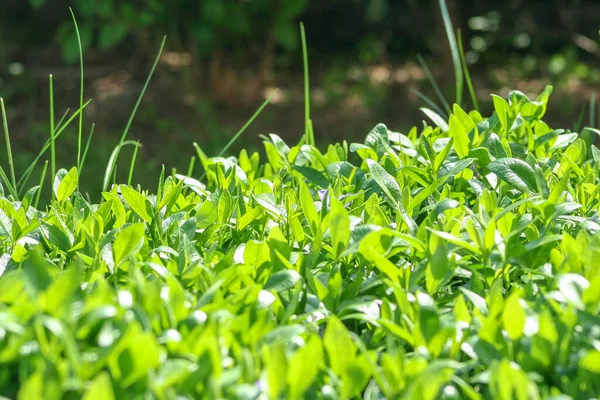 绿草背景 有阳光 春天的新鲜时间 — 图库照片