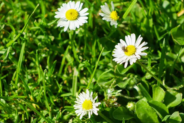 Gänseblümchen Gras Großaufnahme Wiese Hausgarten — Stockfoto