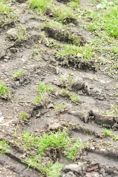 Terreno Agricolo Con Erba Concetto Campo Agricolo — Foto Stock