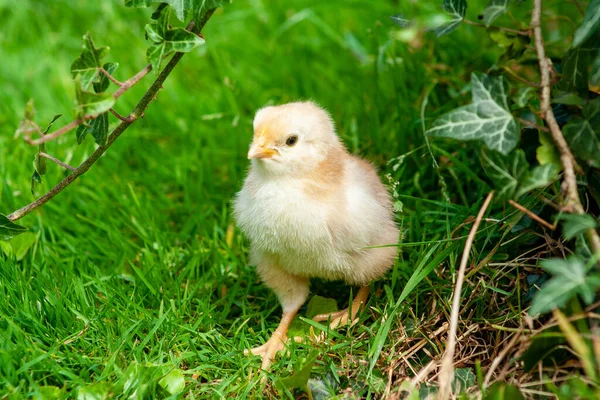 Kurczak Trawie Żółte Dziecko Pisklę Łące — Zdjęcie stockowe