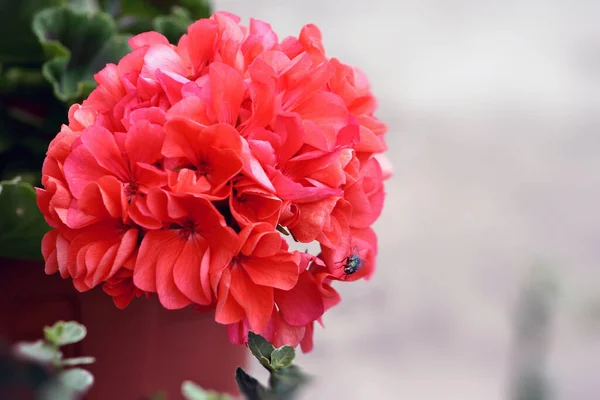 Красный Цветок Розы Боке Фон — стоковое фото