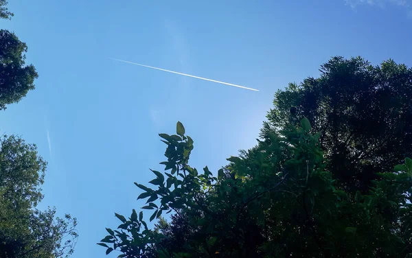Modrá Obloha Rovinou Stromy — Stock fotografie