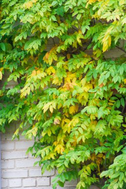 Bahçedeki duvar binasında sonbahar yaprakları