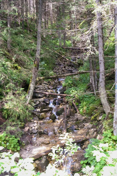 Ruisseau Dans Forêt Montagne Heure Été — Photo