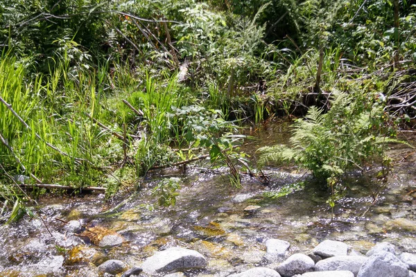 石上的苔藓 山中的溪流 — 图库照片