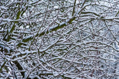 Karla kaplı ağaçlarla kaplı kış parkı. Kar tarafından getirilen ağaç dalları. Kar yağışı. Çalıların dalları karla kaplıdır. Kış saldırısı.