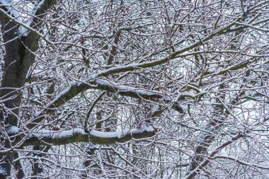 Karla kaplı ağaçlarla kaplı kış parkı. Kar tarafından getirilen ağaç dalları. Kar yağışı. Çalıların dalları karla kaplıdır. Kış saldırısı.