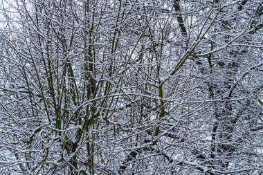 Karla kaplı ağaçlarla kaplı kış parkı. Kar tarafından getirilen ağaç dalları. Kar yağışı. Çalıların dalları karla kaplıdır. Kış saldırısı.