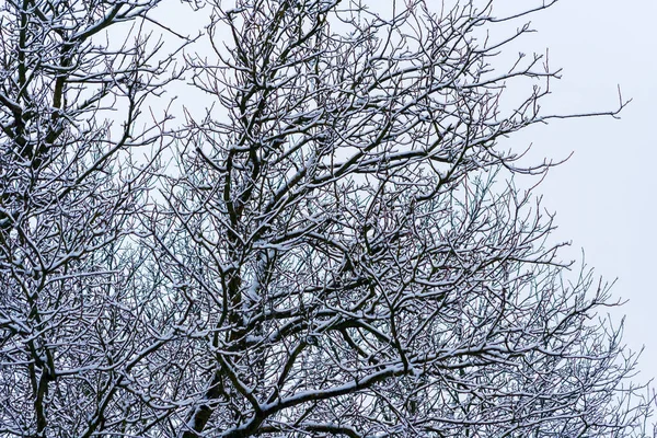 Parque Invierno Con Árboles Cubiertos Nieve Ramas Árboles Traídos Por —  Fotos de Stock