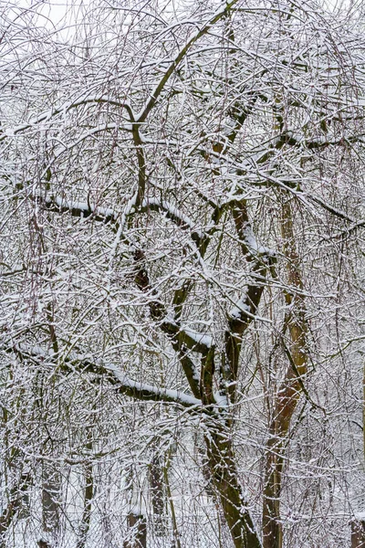 Зимний Парк Заснеженными Деревьями Ветви Деревьев Принесенные Снегом Снегопад Ветви — стоковое фото