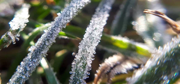 Ice crystals on green grass close up. Nature background. Macro Morning dew froze on a green grass lawn.