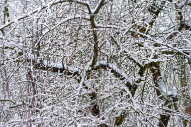 Karla kaplı ağaçlarla kaplı kış parkı. Kar tarafından getirilen ağaç dalları. Kar yağışı. Çalıların dalları karla kaplıdır. Kış saldırısı.