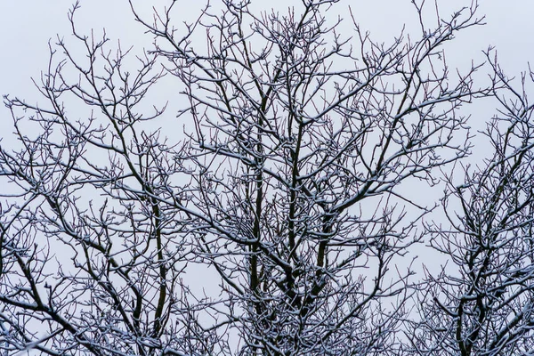Parque Invierno Con Árboles Cubiertos Nieve Ramas Árboles Traídos Por — Foto de Stock