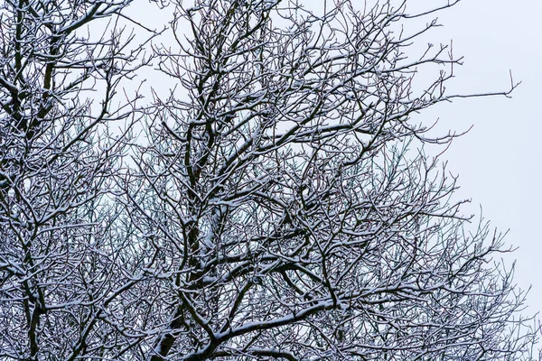 winter park with snow covered trees. Branches of trees brought by snow. Snowfall. branches of bushes are covered with snow. Winter attack.