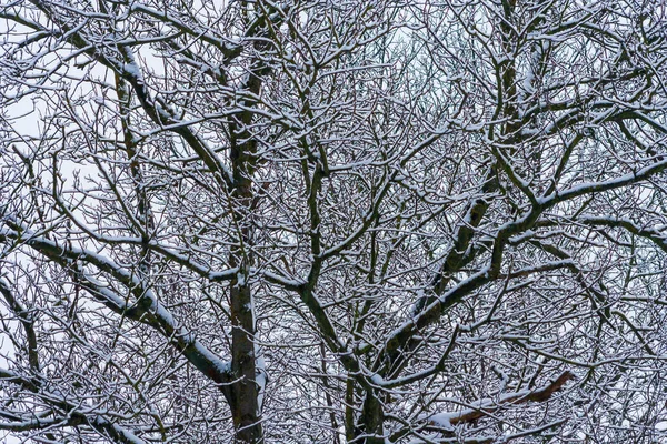 Karla kaplı ağaçlarla kaplı kış parkı. Kar tarafından getirilen ağaç dalları. Kar yağışı. Çalıların dalları karla kaplıdır. Kış saldırısı.