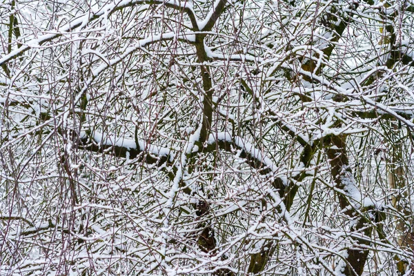 Karla kaplı ağaçlarla kaplı kış parkı. Kar tarafından getirilen ağaç dalları. Kar yağışı. Çalıların dalları karla kaplıdır. Kış saldırısı.