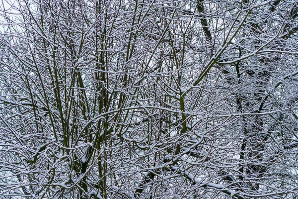 winter park with snow covered trees. Branches of trees brought by snow. Snowfall. branches of bushes are covered with snow. Winter attack.